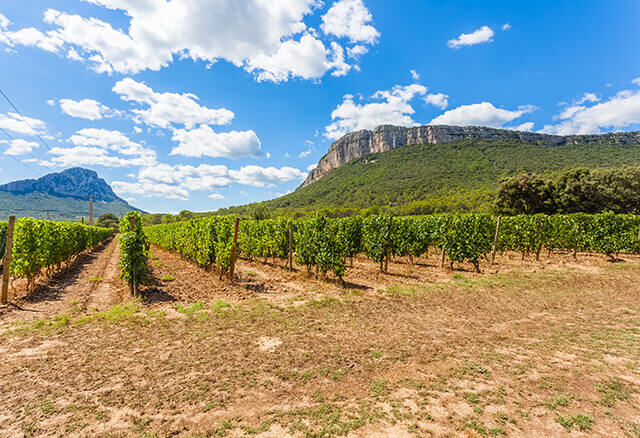 Pic Saint Loup